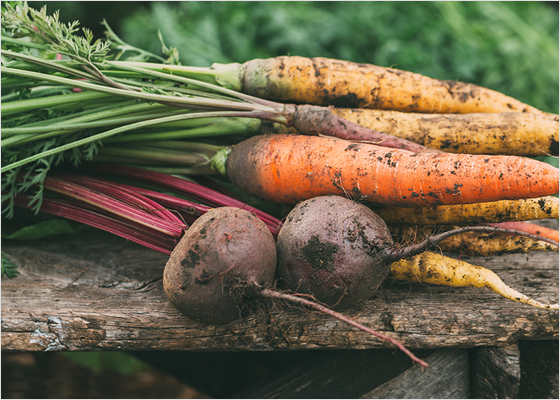 Carrots and beets on top of a wooden bench.