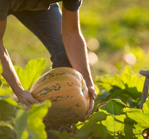 Des mains tiennent une citrouille jaune et vert dans un champ