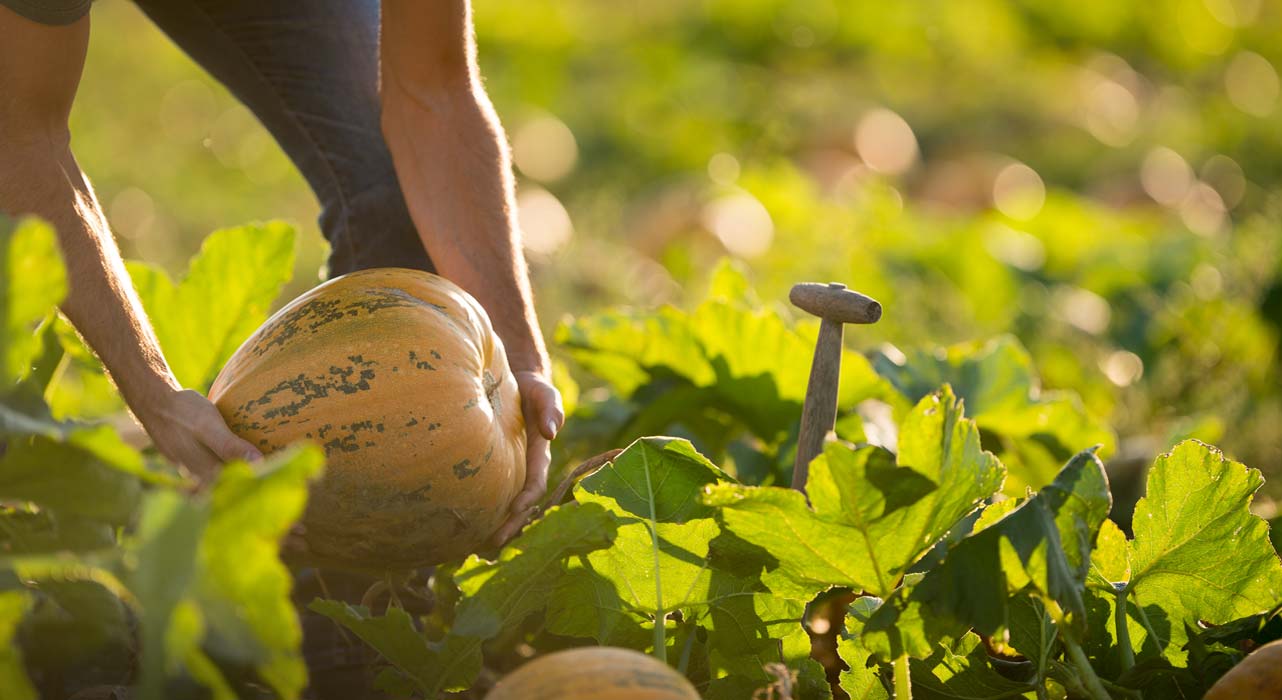 Des mains tiennent une citrouille jaune et vert dans un champ
