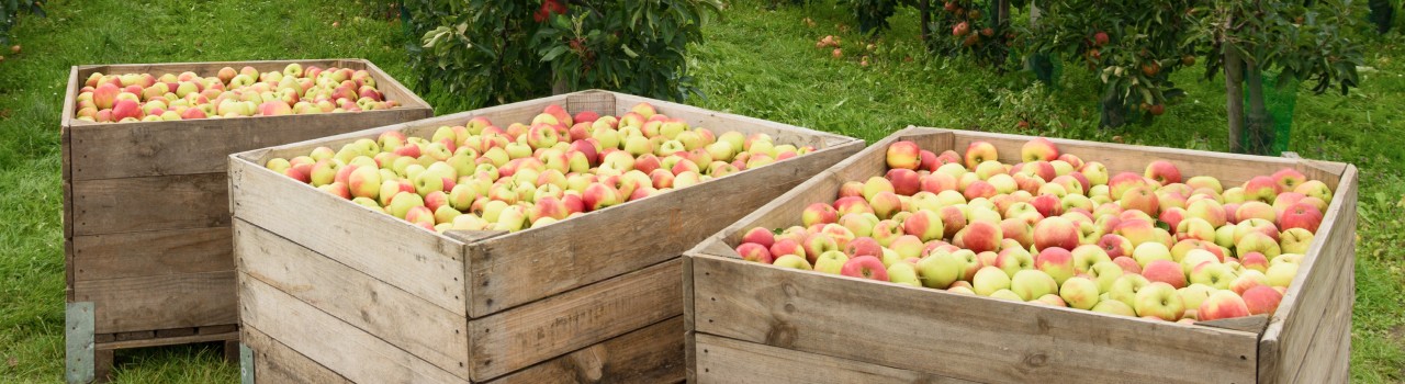 This banner image shows apples in three boxes on the floor.