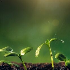 A picture of a little plants.